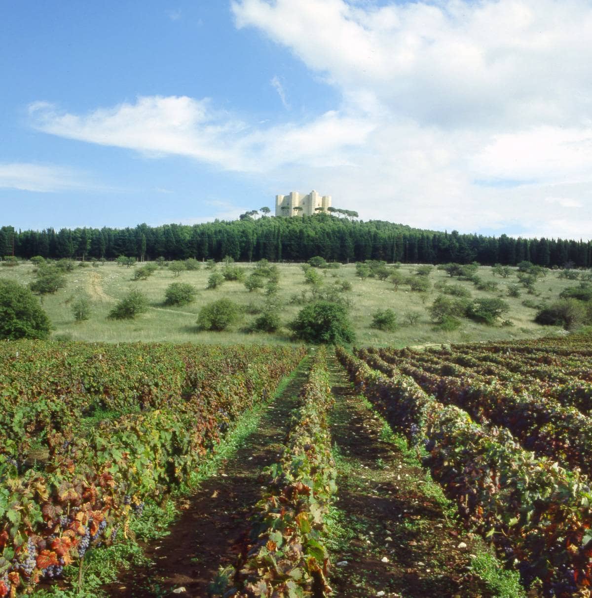 Weinberge Torrevento